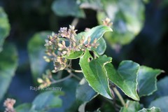 Cissampelopsis corymbosa